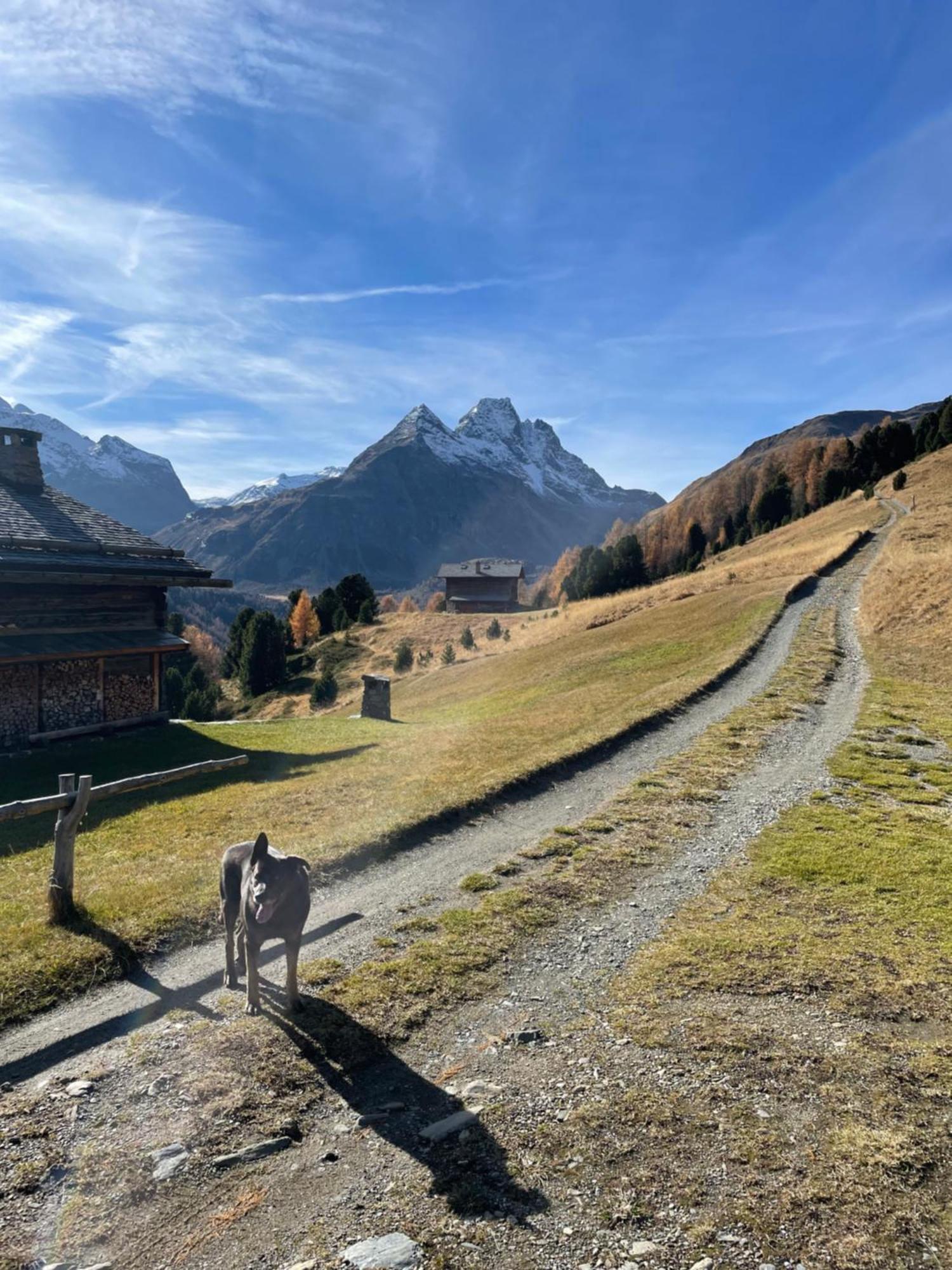 Residence S Lucia - Appartamenti Alle Porte Di Bormio Valdisotto Dış mekan fotoğraf